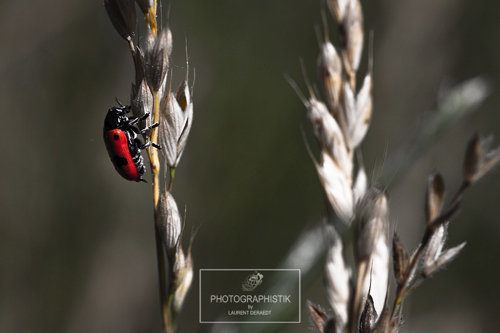 2017 - JOUY - Coccinnelle.jpg